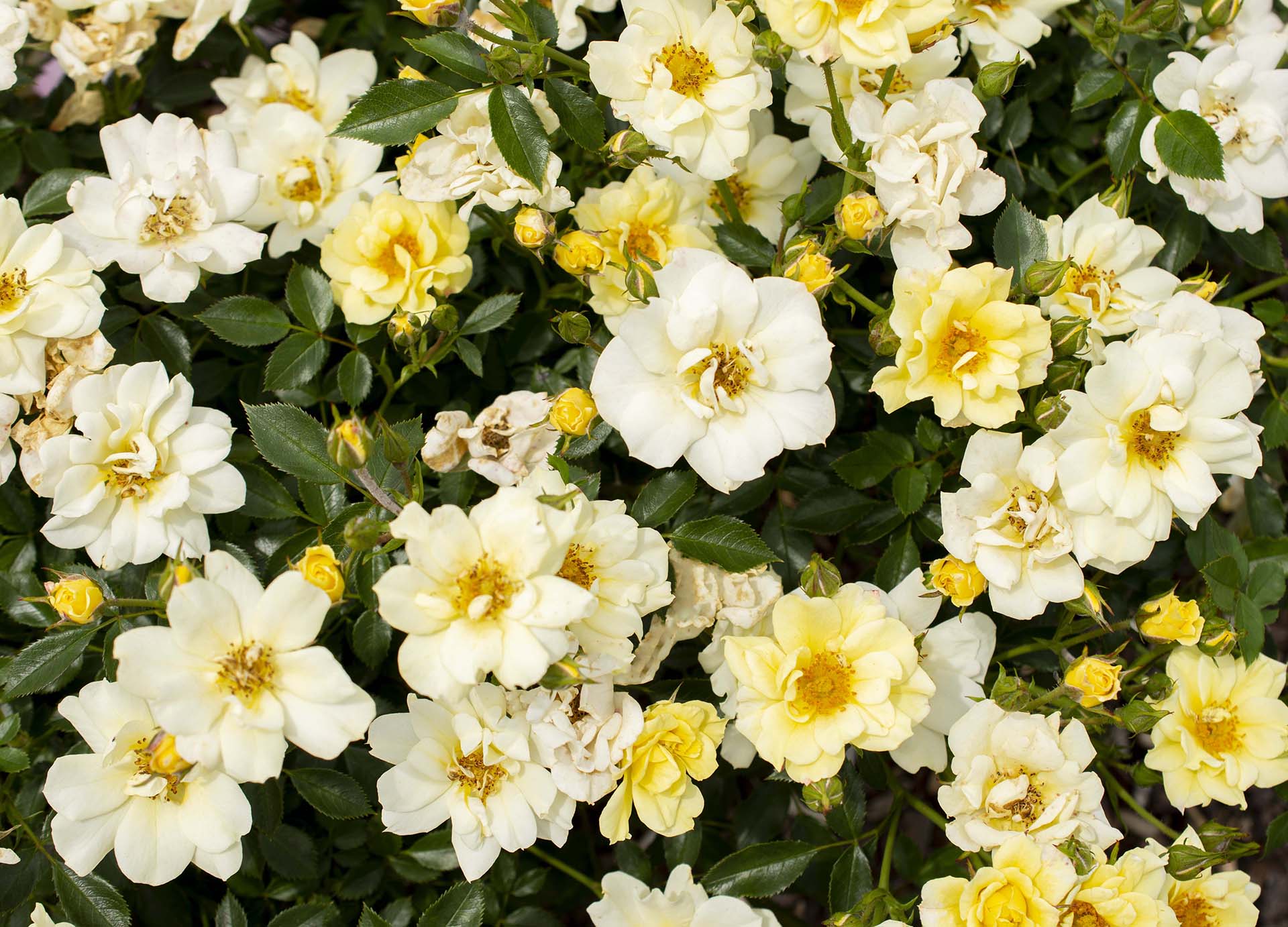 Lemon Drift - Star Roses and Plants - Image 3