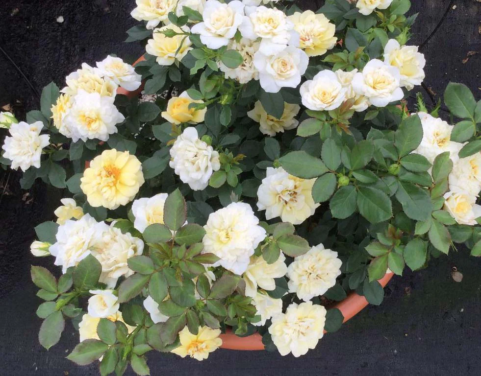 Lemon Sunblaze - Star Roses and Plants - Image 2