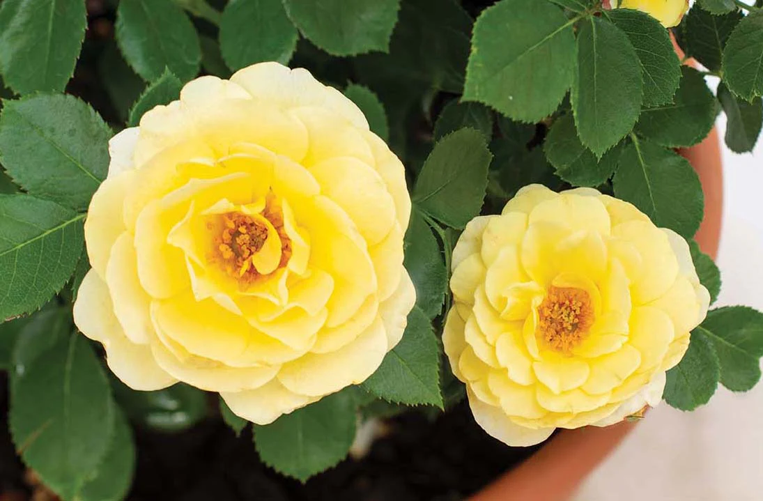 Lemon Sunblaze - Star Roses and Plants - Image 3