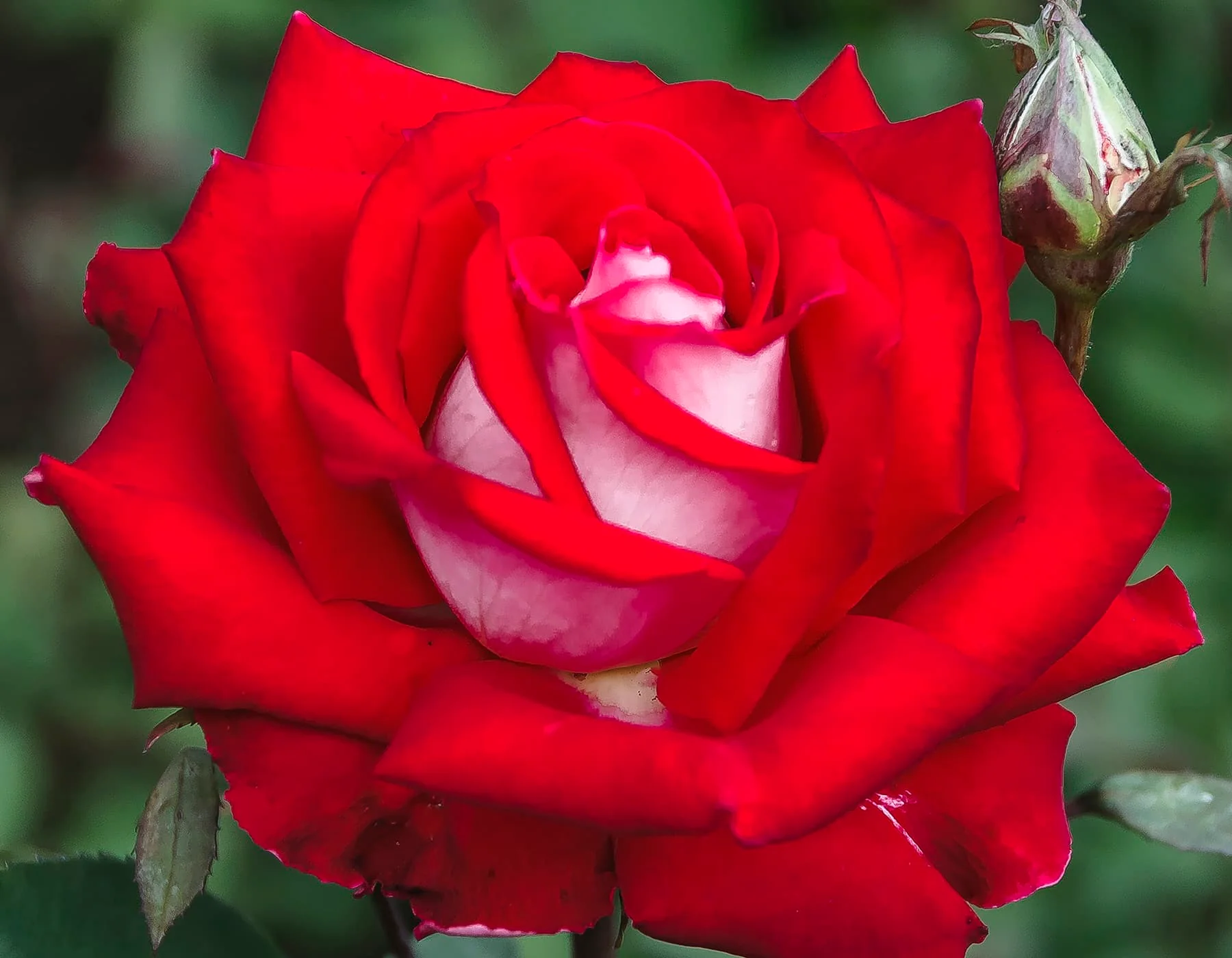 Love - Star Roses and Plants - Image 2