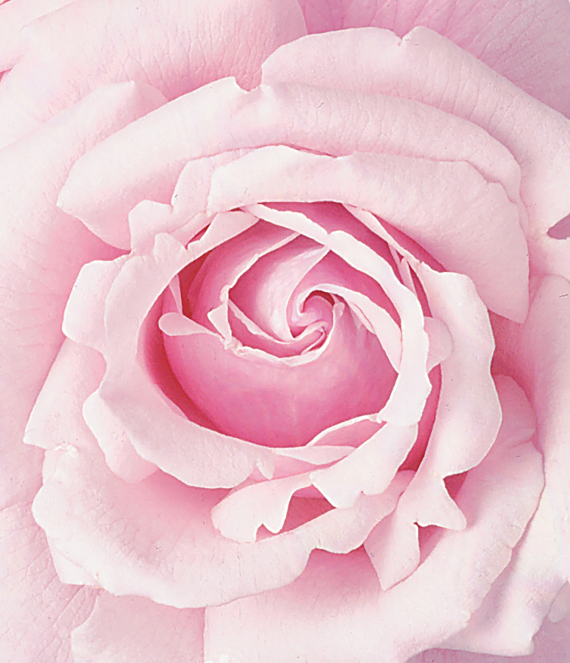 Memorial Day - Star Roses and Plants - Image 3