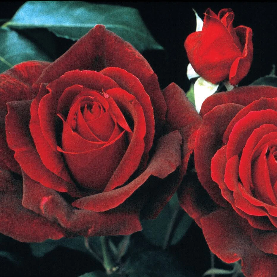 Mister Lincoln - Star Roses and Plants