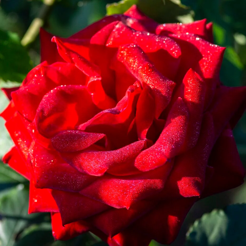 Olympiad - Star Roses and Plants