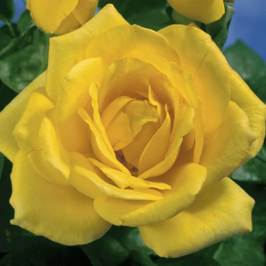 Oregold - Star Roses and Plants