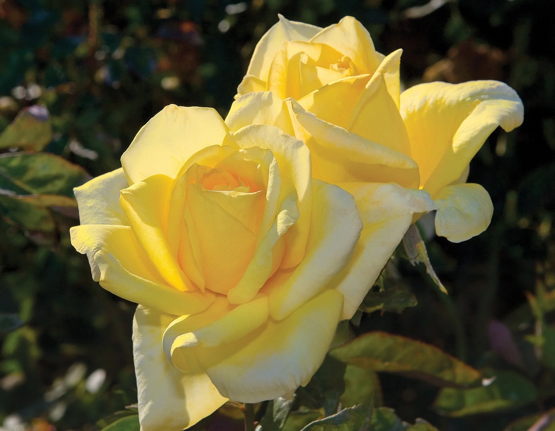 Oregold - Star Roses and Plants - Image 2