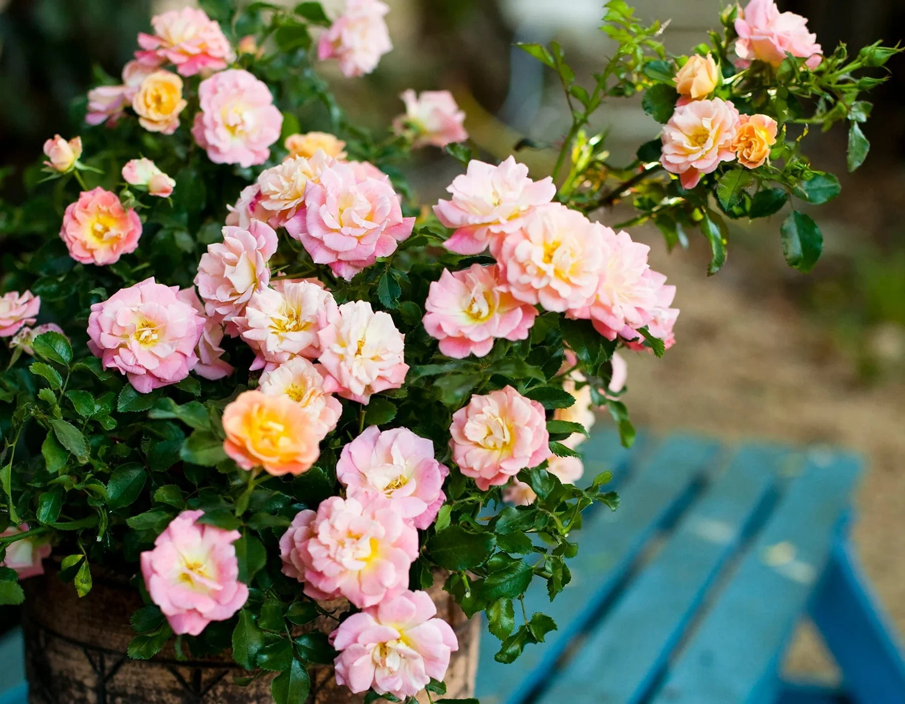 Peach Drift - Star Roses and Plants - Image 2