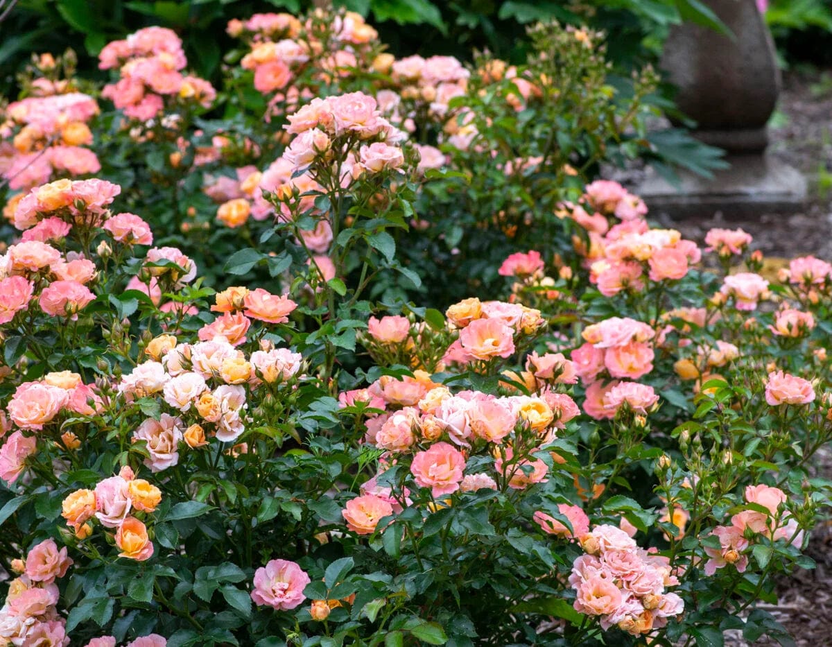Peach Drift - Star Roses and Plants - Image 3