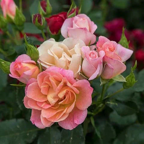 Peach Sunblaze Miniature - Star Roses and Plants