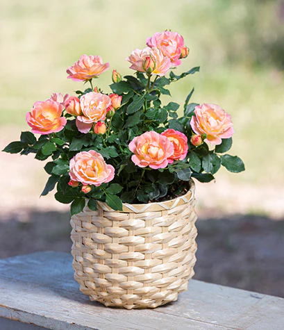 Peach Sunblaze Miniature - Star Roses and Plants - Image 2