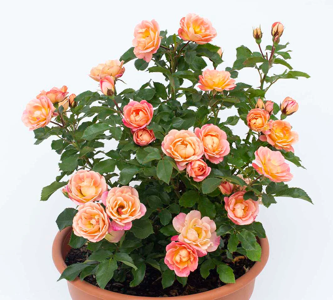 Peach Sunblaze Miniature - Star Roses and Plants - Image 3