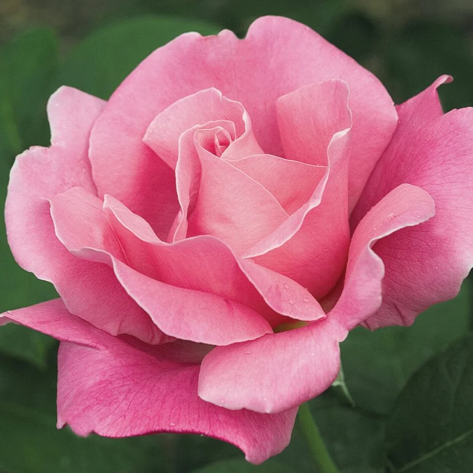Perfume Delight - Star Roses and Plants