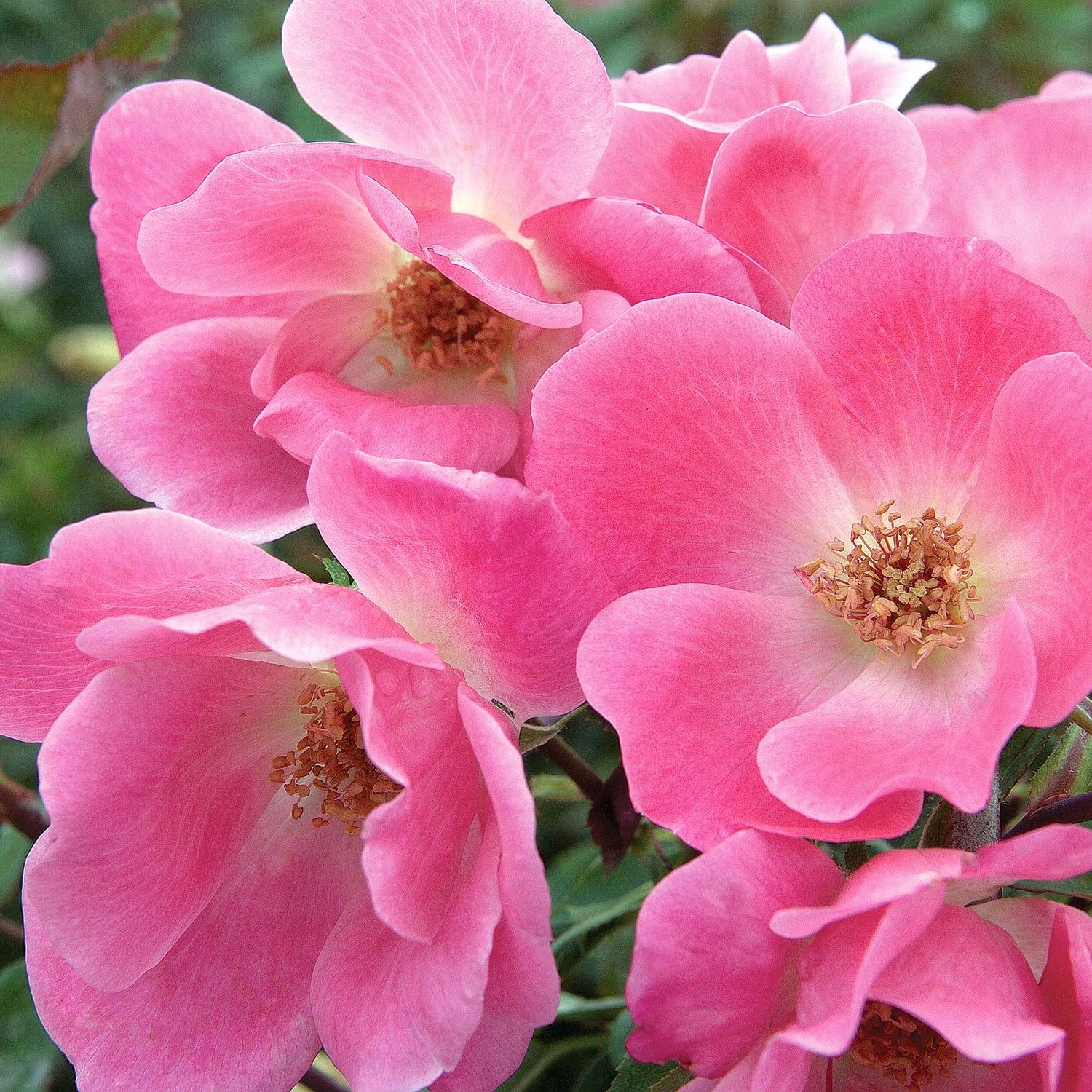 Pink Knock Out - Star Roses and Plants