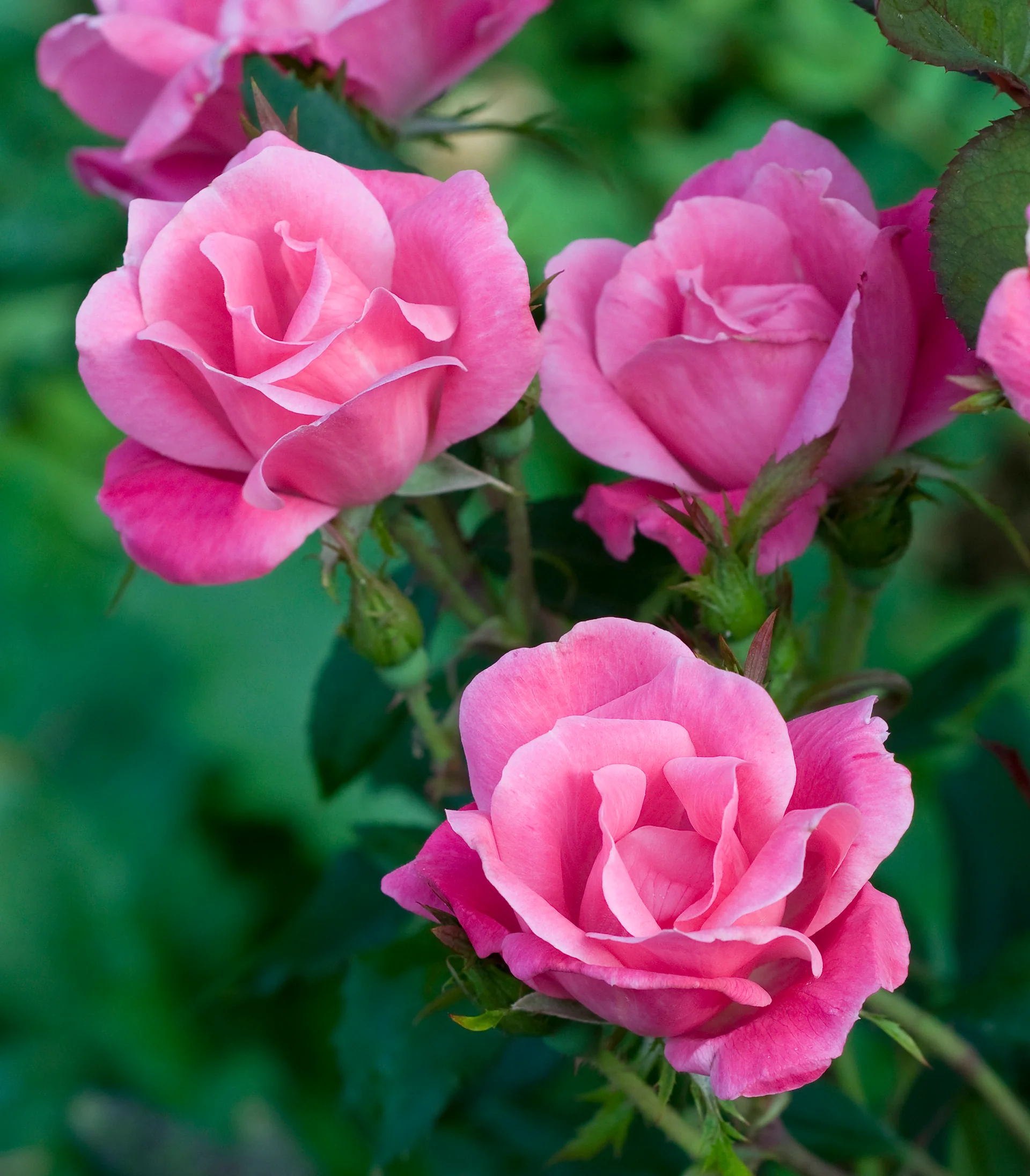 Pink Knock Out - Star Roses and Plants - Image 2