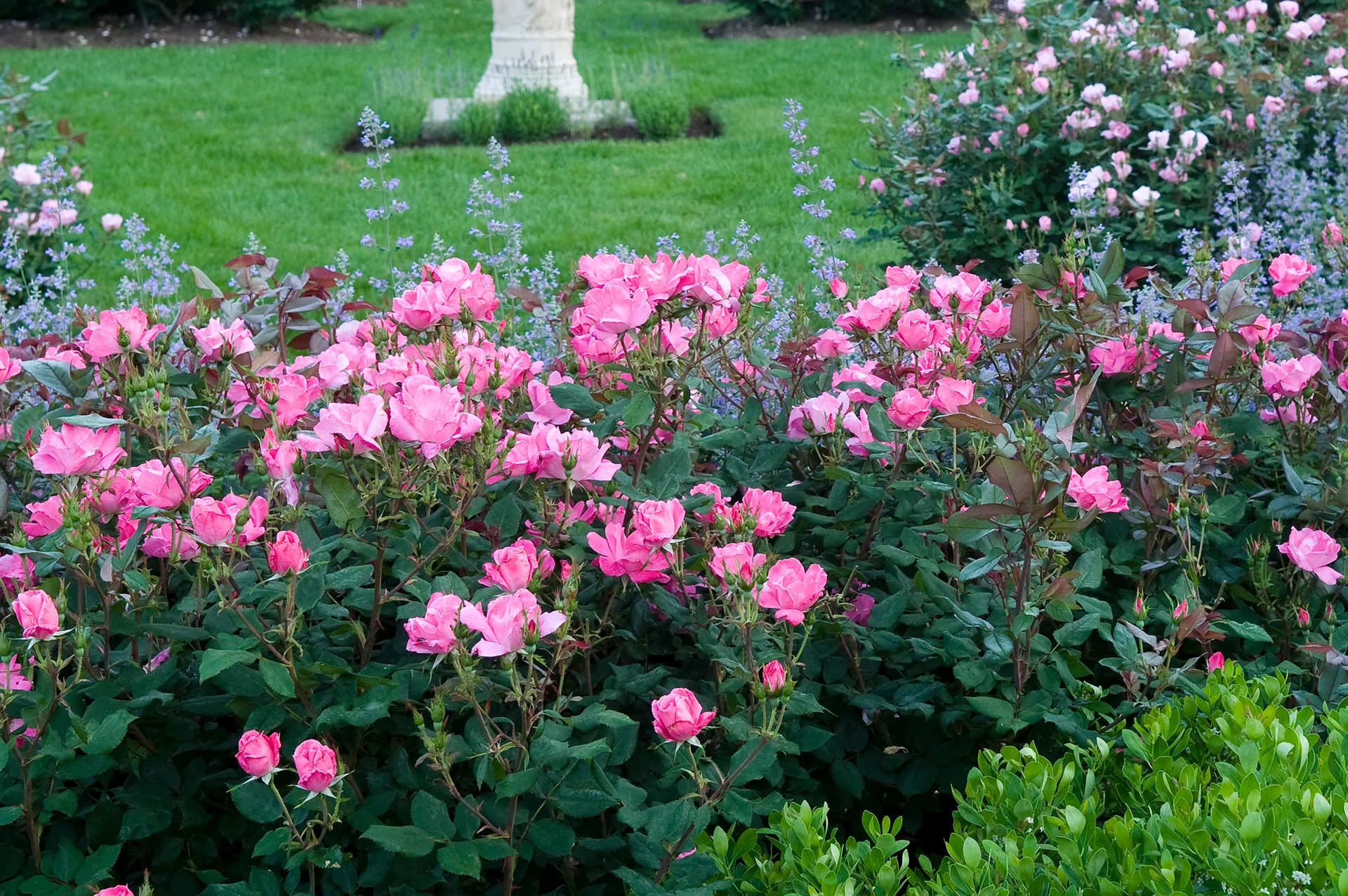 Pink Knock Out - Star Roses and Plants - Image 3
