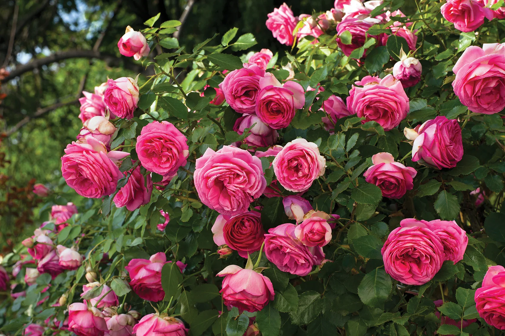 Pretty in Pink Eden Climb - Star Roses and Plants - Image 2