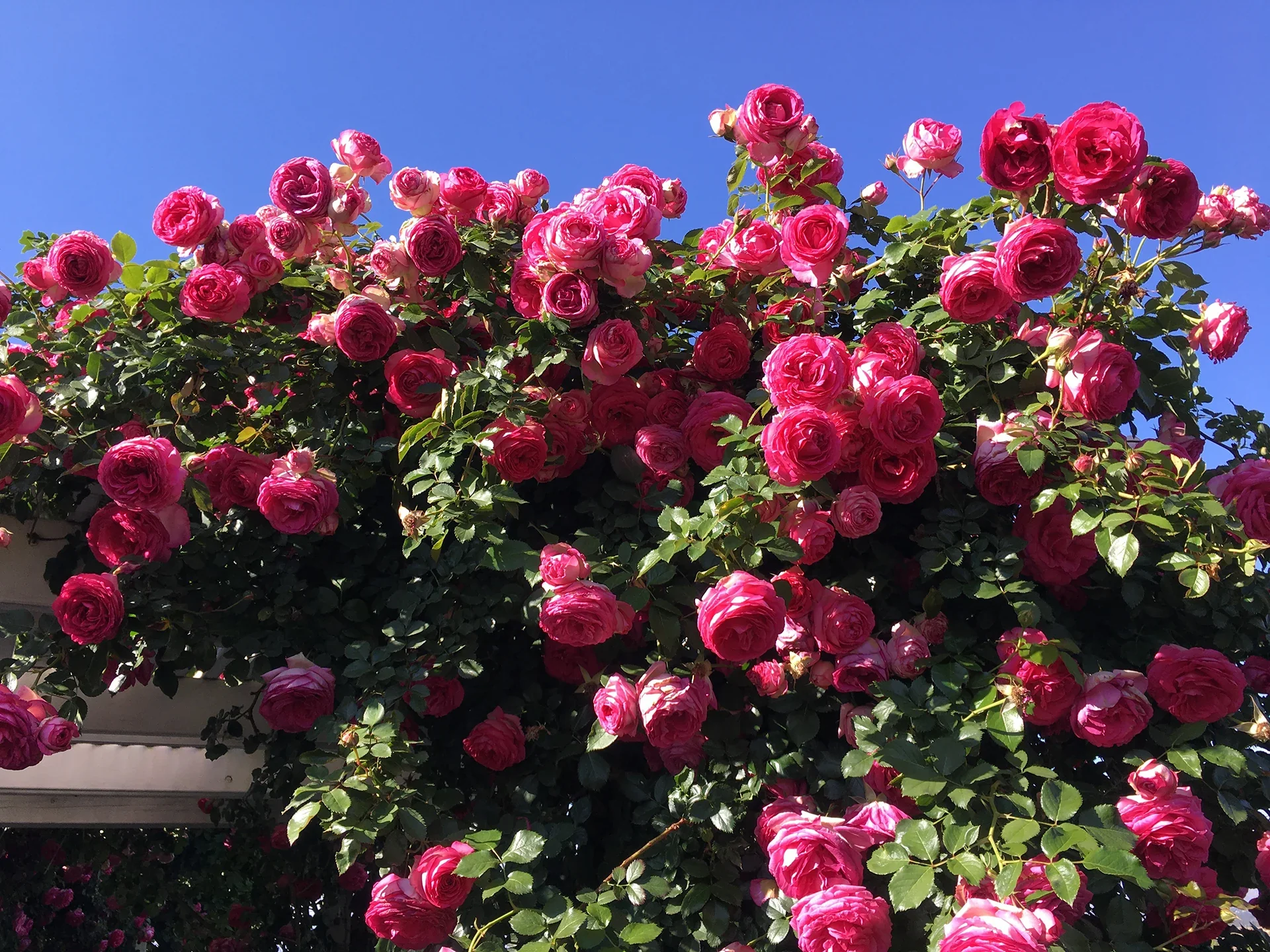 Pretty in Pink Eden Climb - Star Roses and Plants - Image 3