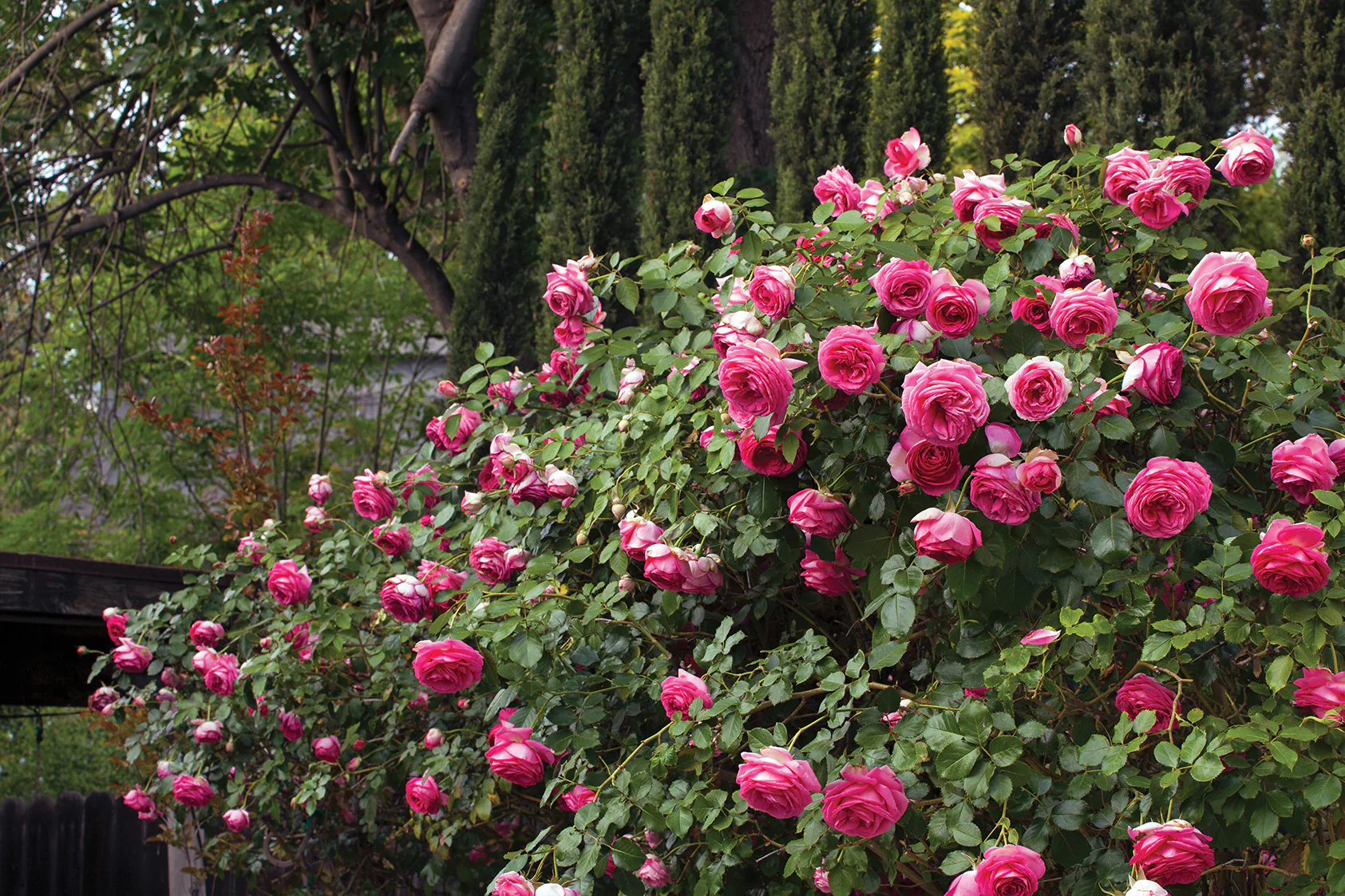 Pretty in Pink Eden Climb - Star Roses and Plants - Image 4
