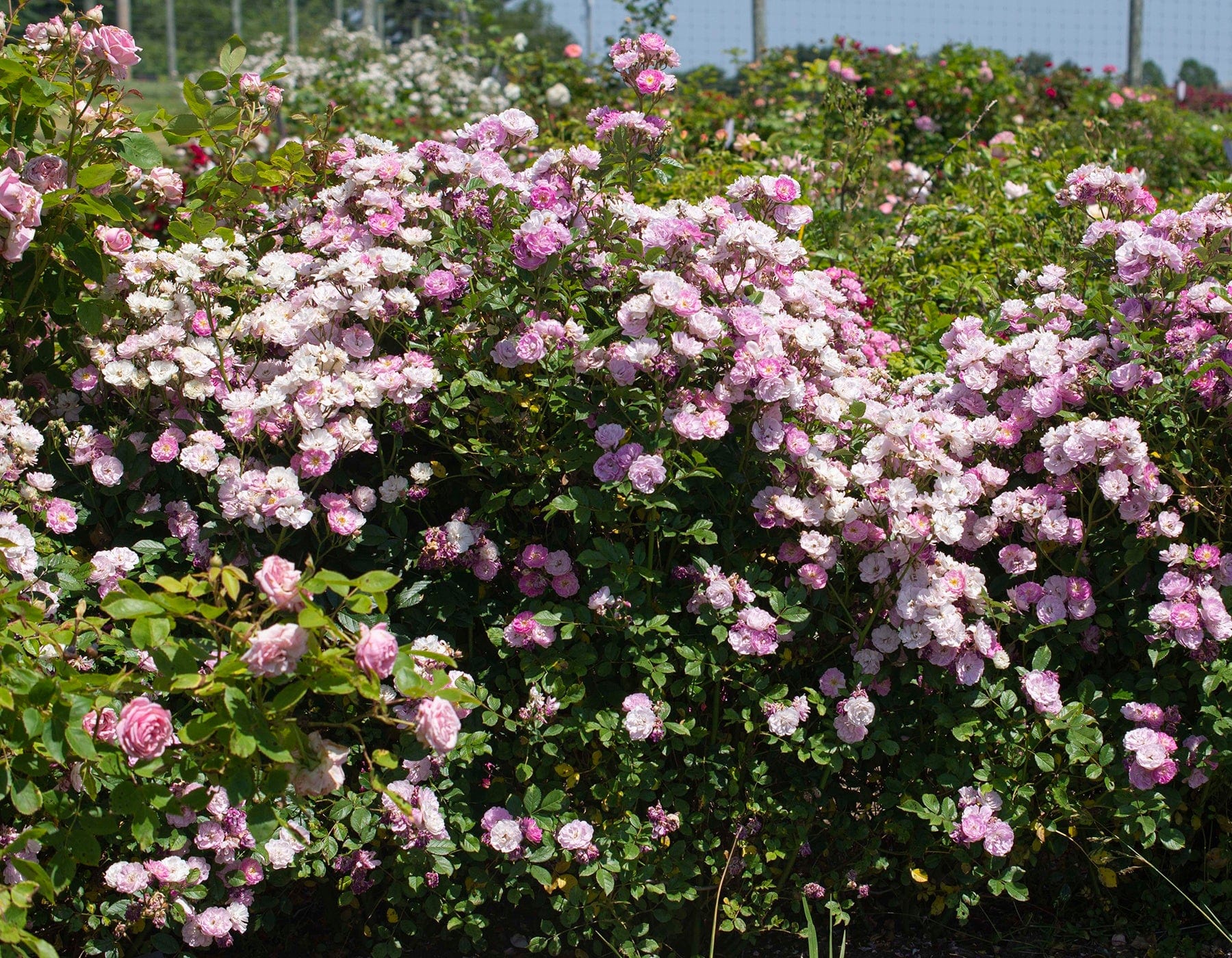 Pretty Polly Lavender - Star Roses and Plants - Image 2