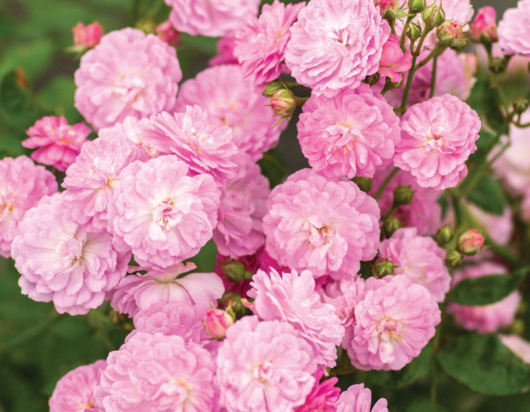 Pretty Polly Lavender - Star Roses and Plants - Image 3