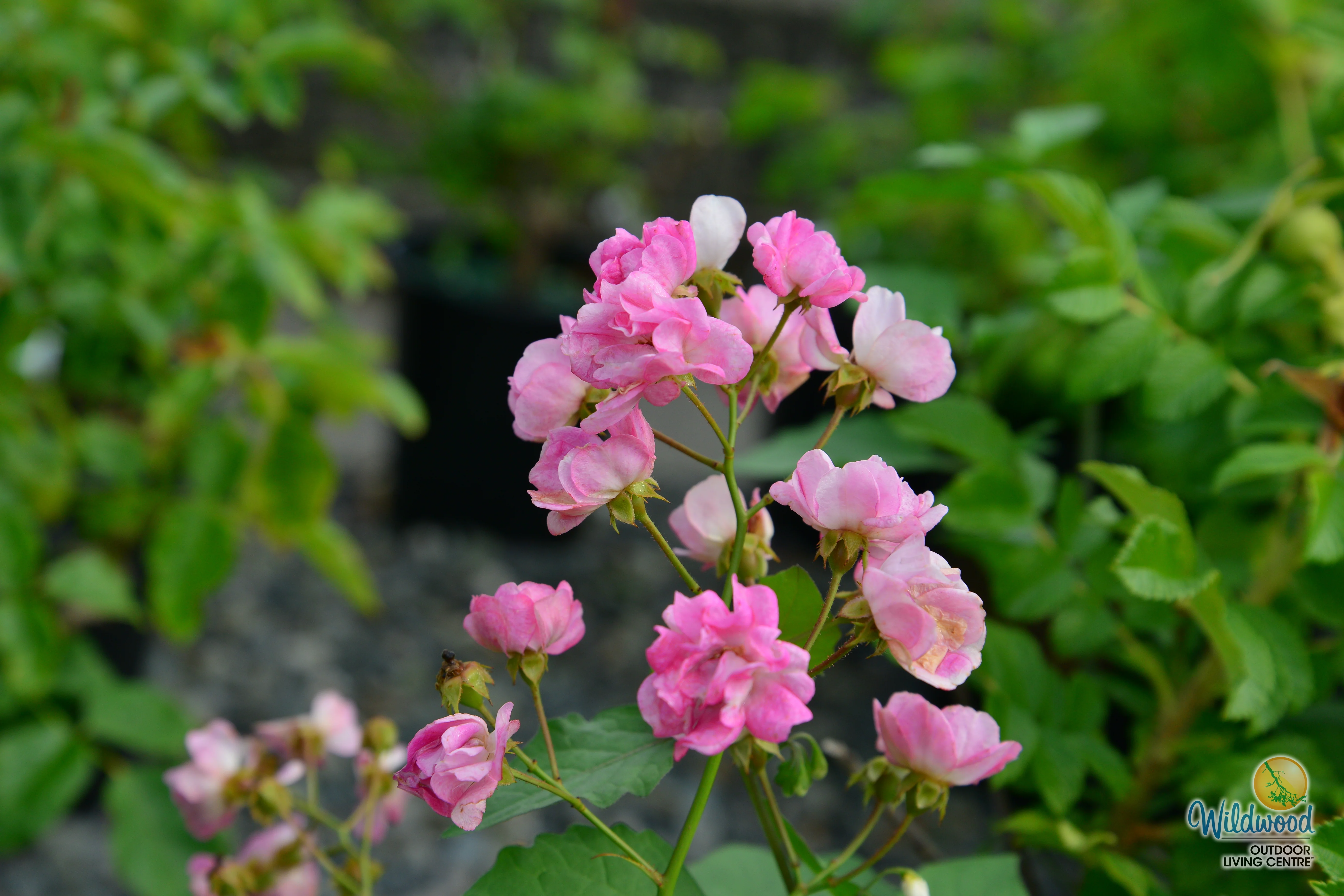 Pretty Polly Pink - Star Roses and Plants - Image 2