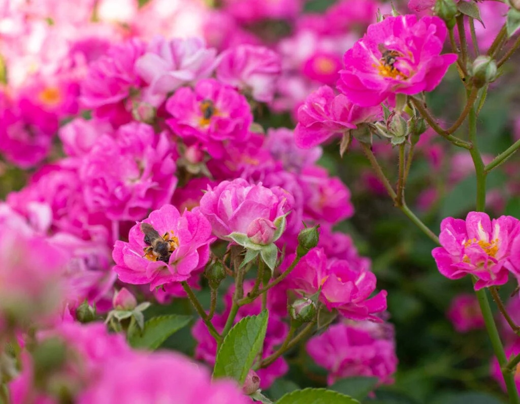 Pretty Polly Pink - Star Roses and Plants - Image 3