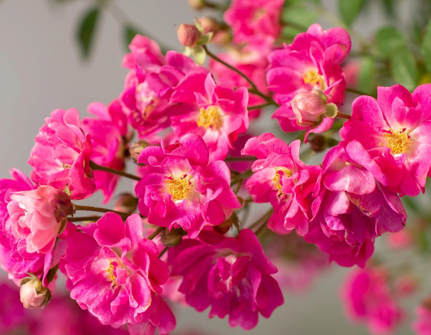 Pretty Polly Pink - Star Roses and Plants - Image 4