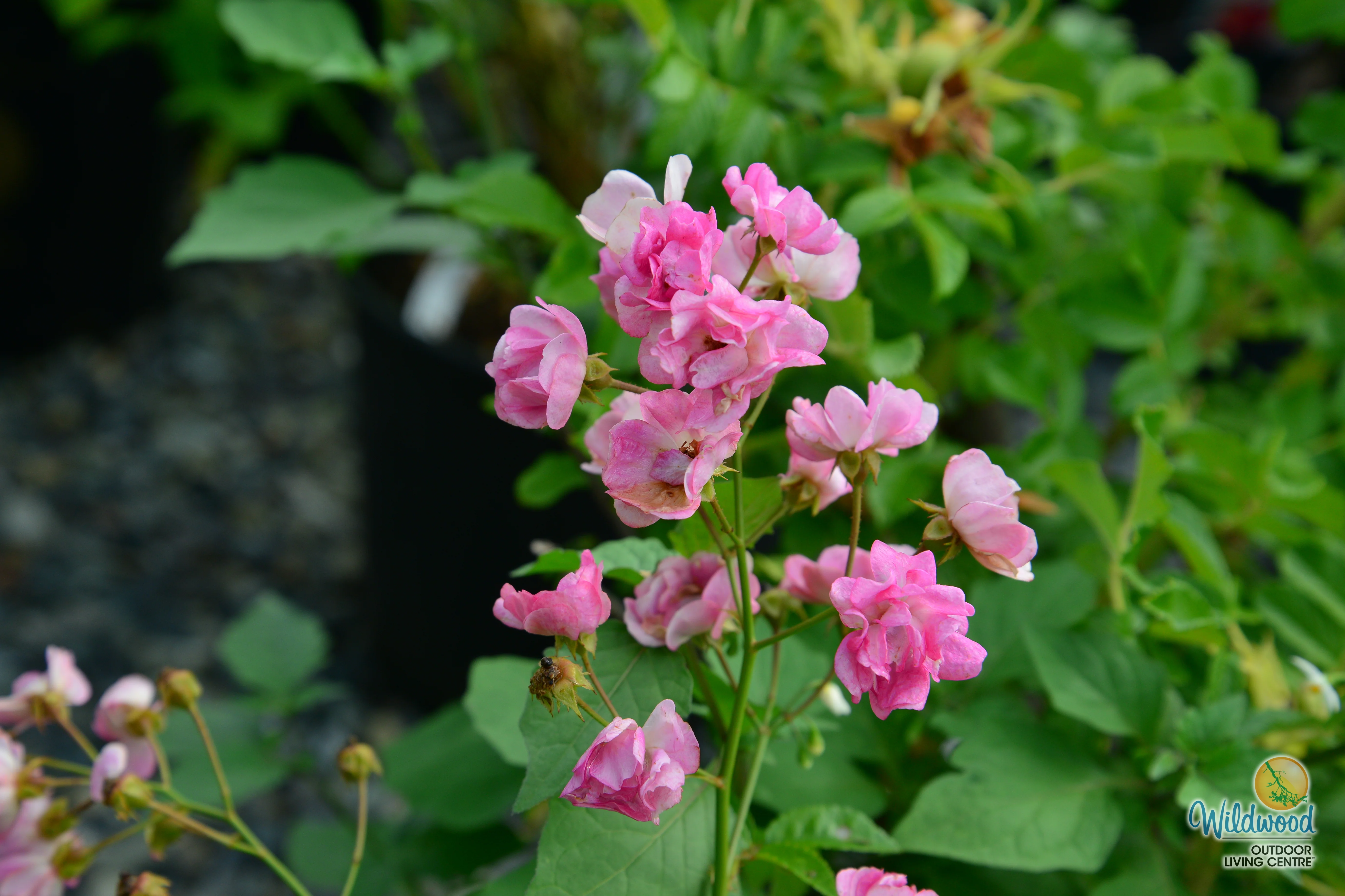 Pretty Polly Pink - Star Roses and Plants - Image 5