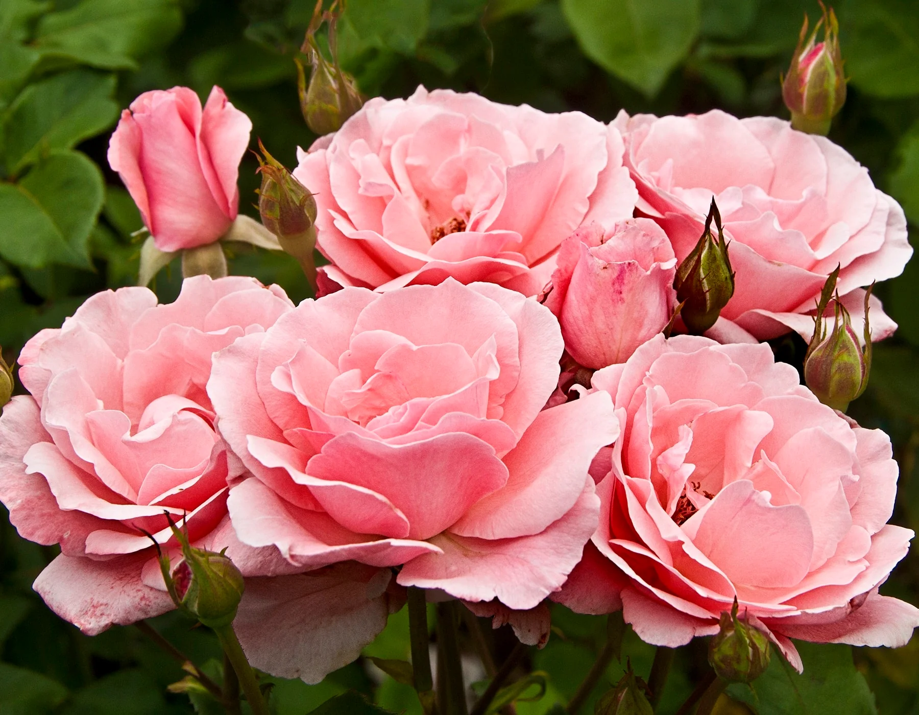 Queen Elizabeth - Star Roses and Plants - Image 2
