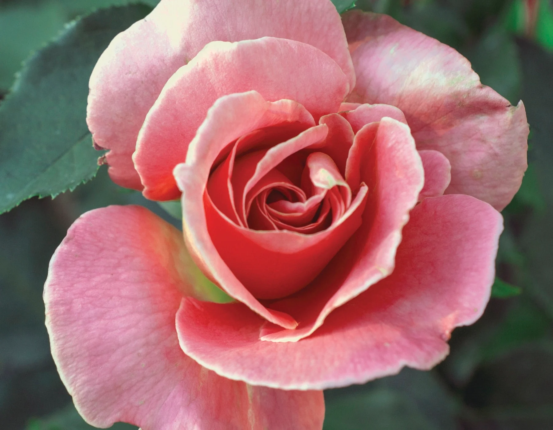 Queen Elizabeth - Star Roses and Plants - Image 3