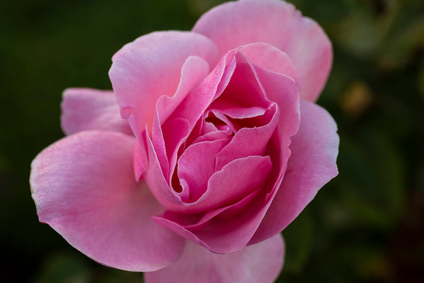 Queen Elizabeth - Star Roses and Plants - Image 4
