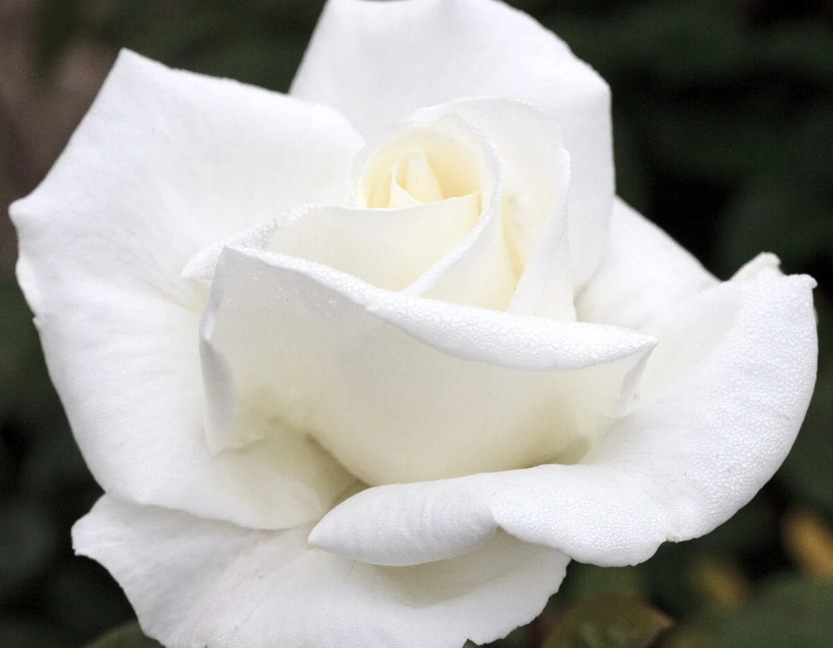 Queen Mary 2 - Star Roses and Plants - Image 2