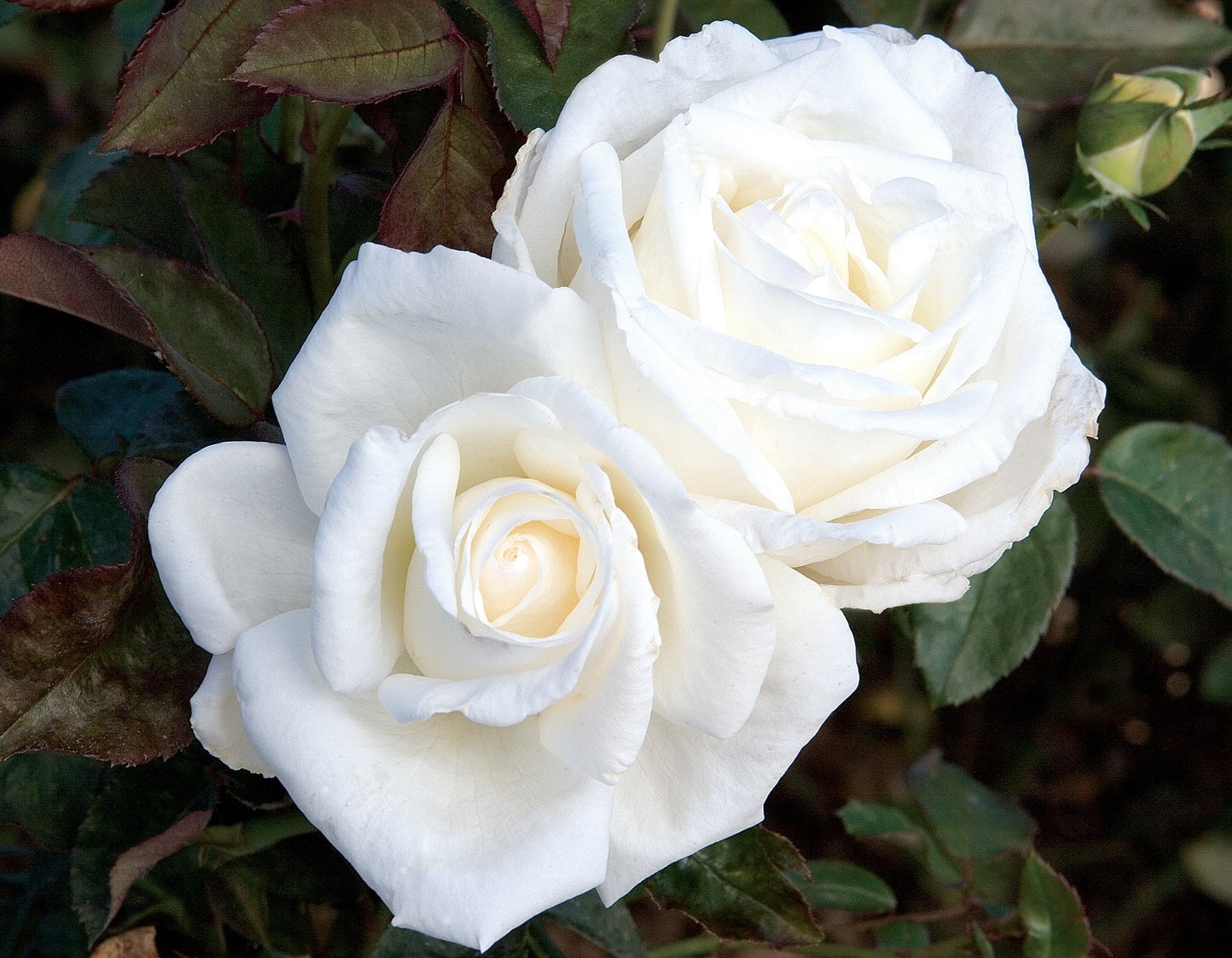 Queen Mary 2 - Star Roses and Plants - Image 3
