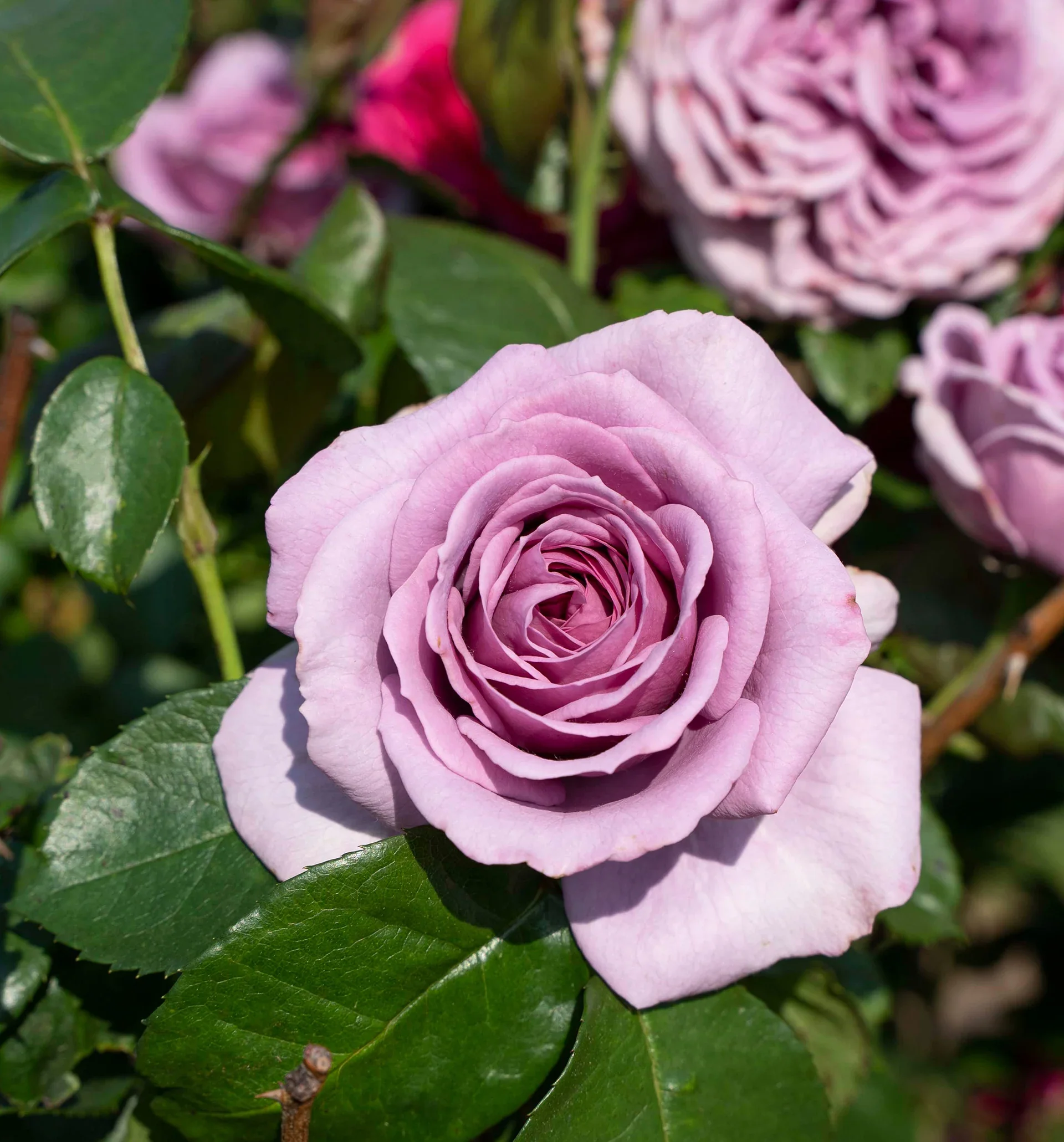 Arborose® Quicksilver™ - Kordes® Roses - Image 2