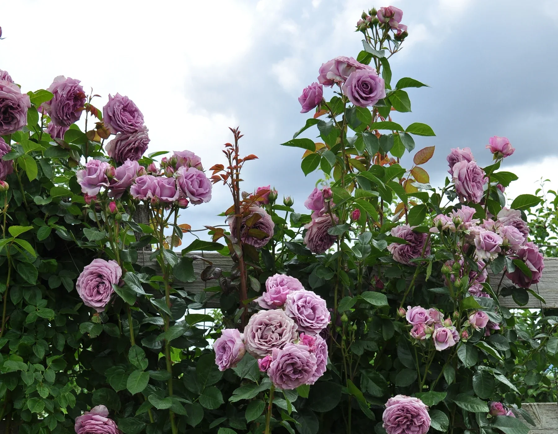 Arborose® Quicksilver™ - Kordes® Roses - Image 3