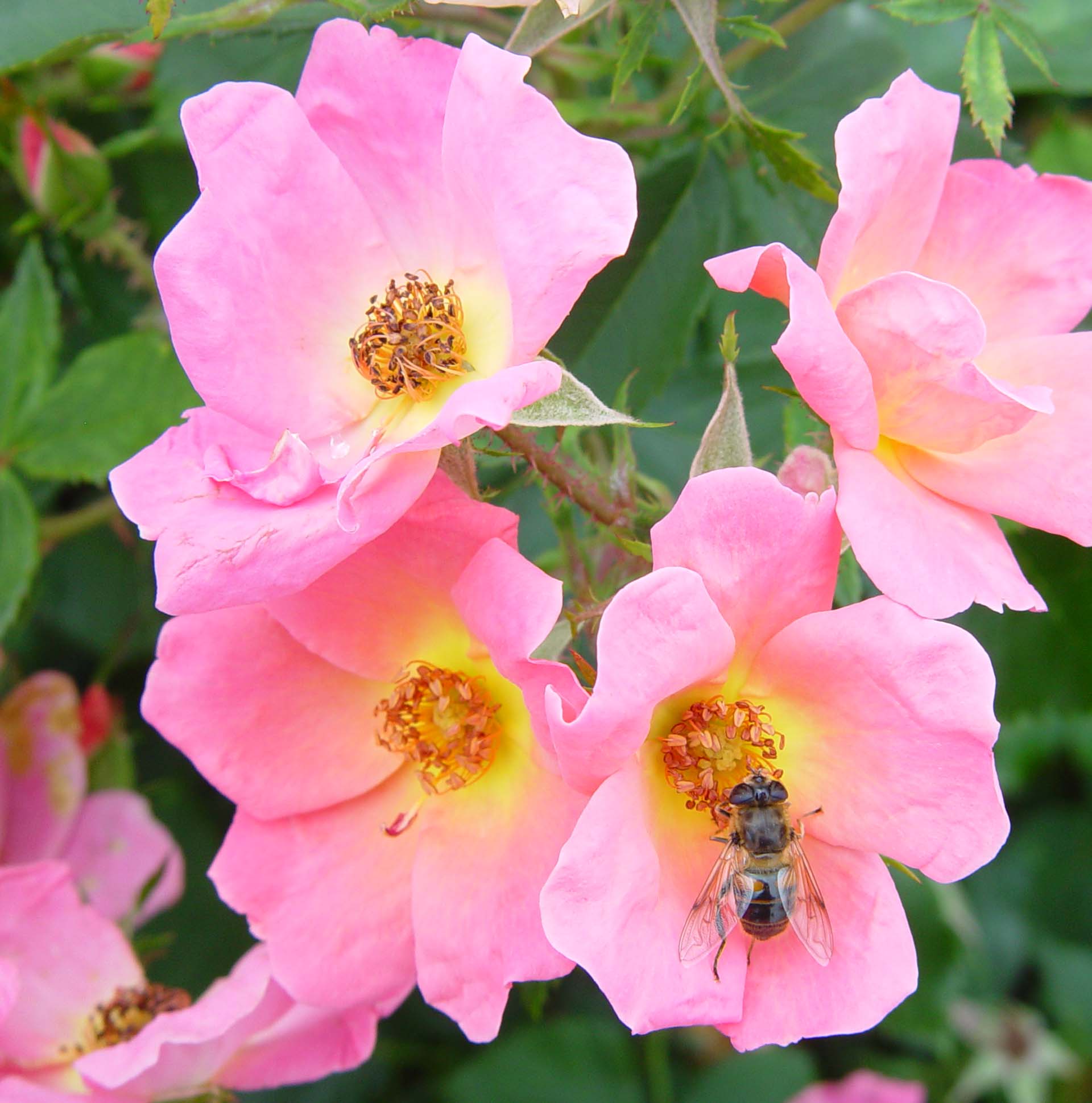 Rainbow Knock Out - Star Roses and Plants