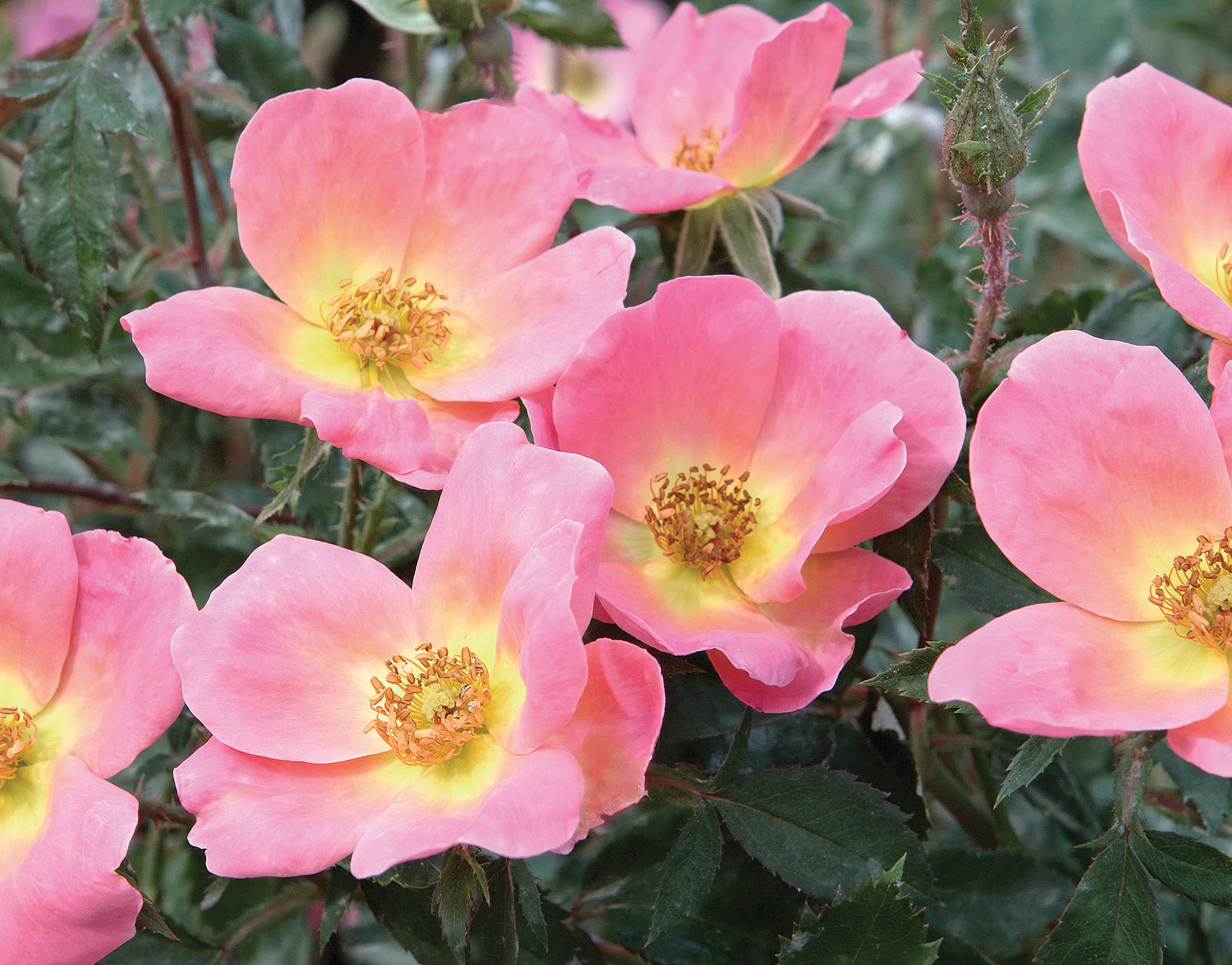 Rainbow Knock Out - Star Roses and Plants - Image 3