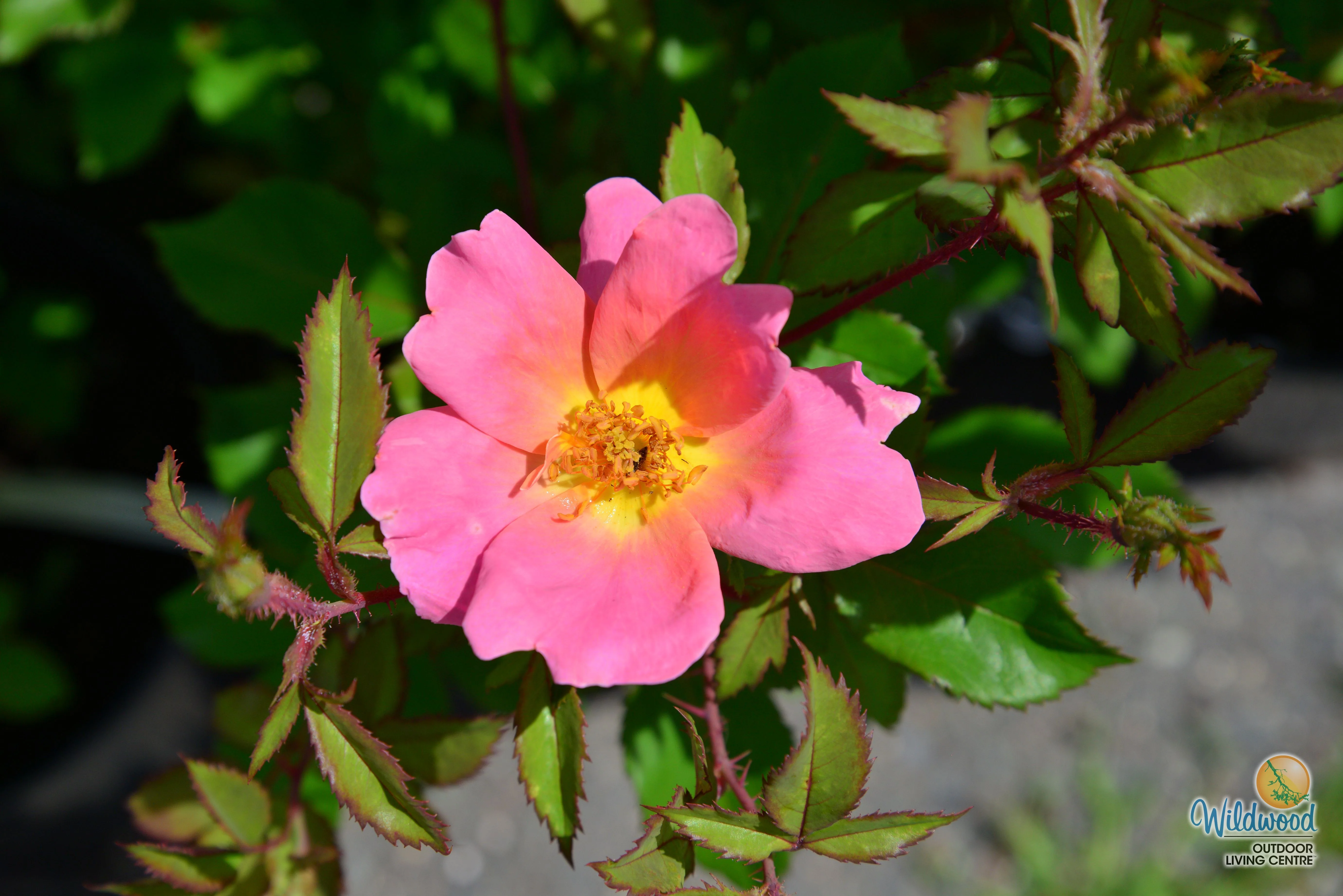 Rainbow Knock Out - Star Roses and Plants - Image 4