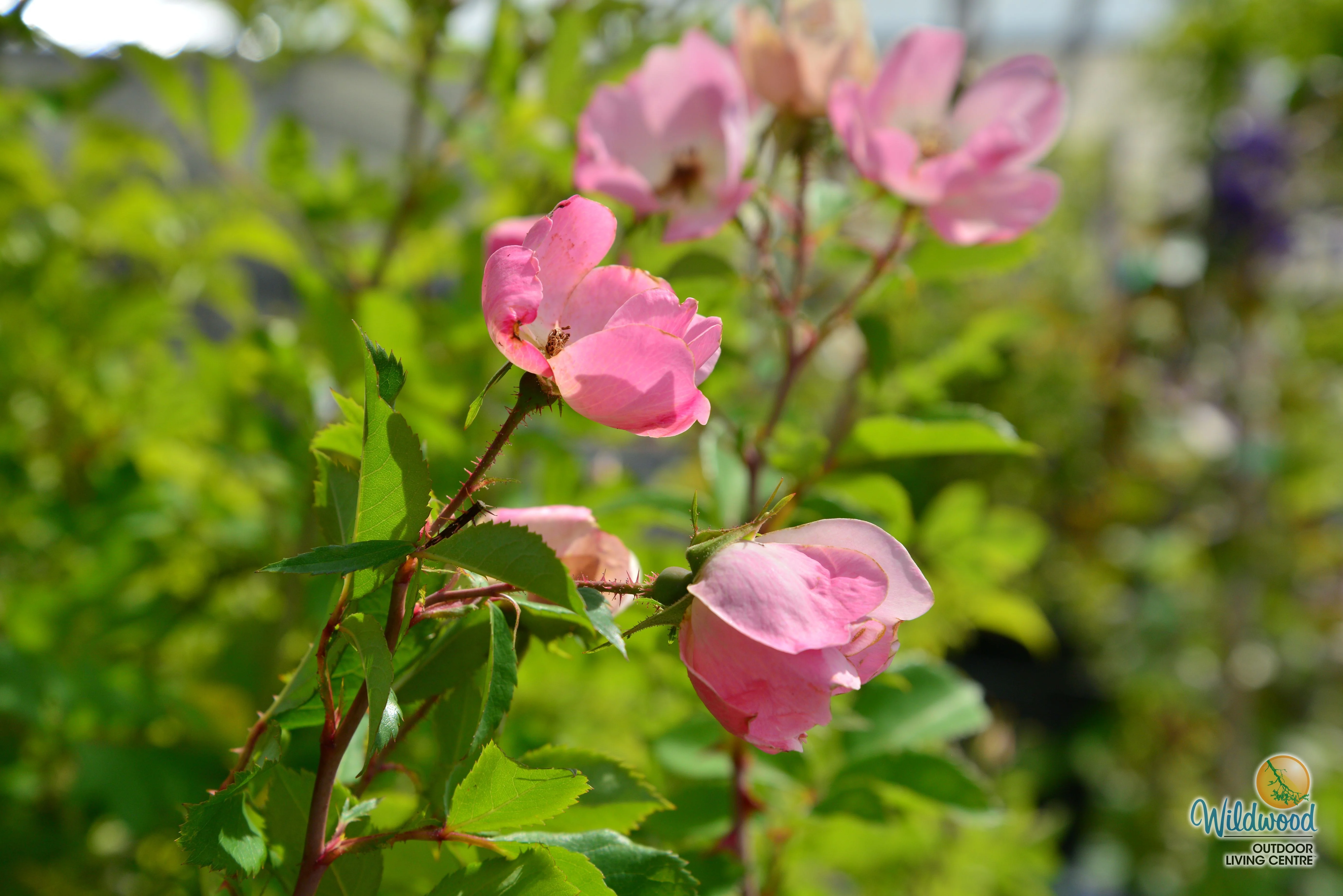 Rainbow Knock Out - Star Roses and Plants - Image 5