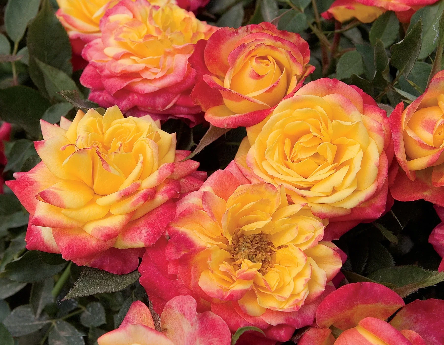Rainbow Sunblaze - Star Roses and Plants - Image 2