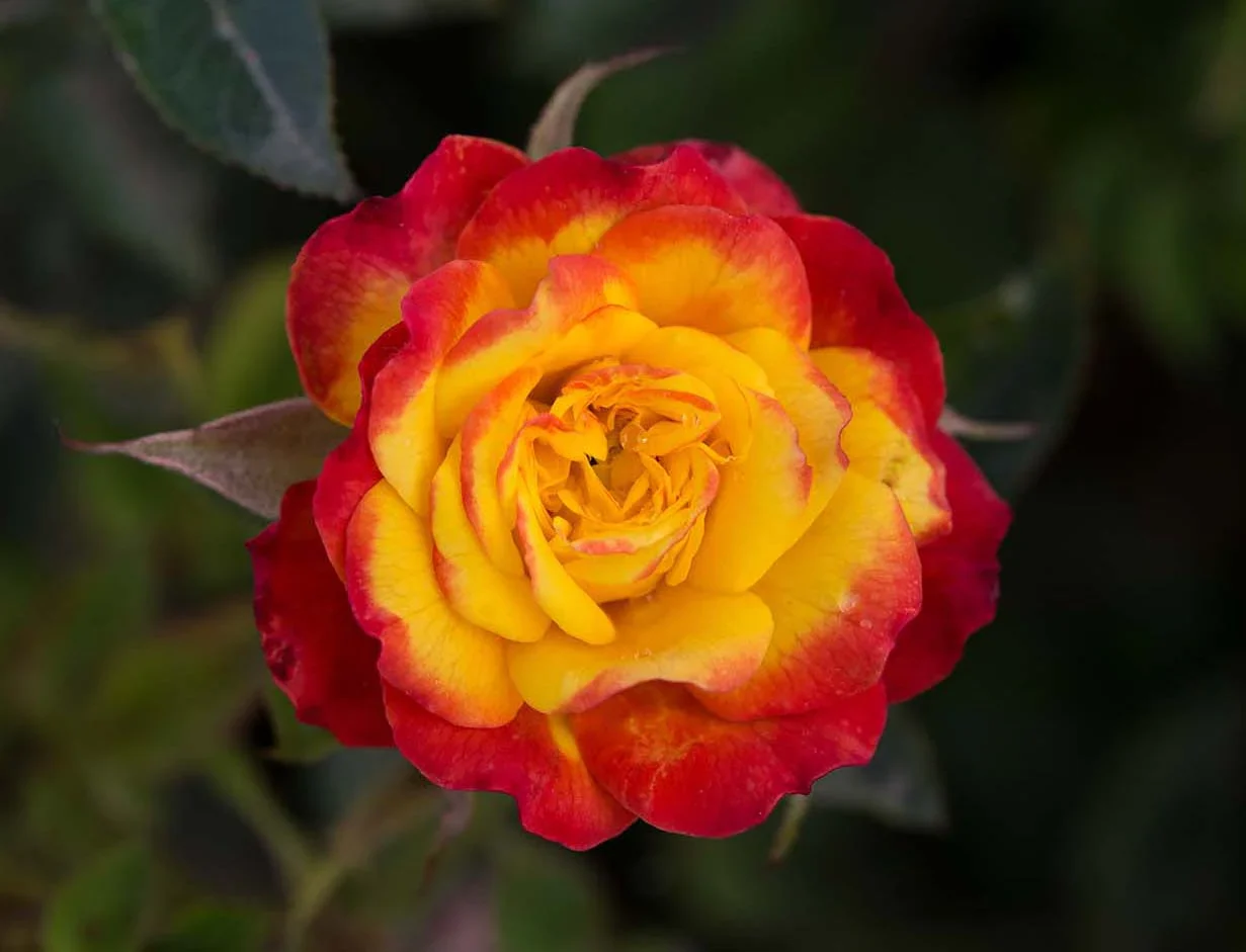 Rainbow Sunblaze - Star Roses and Plants - Image 3