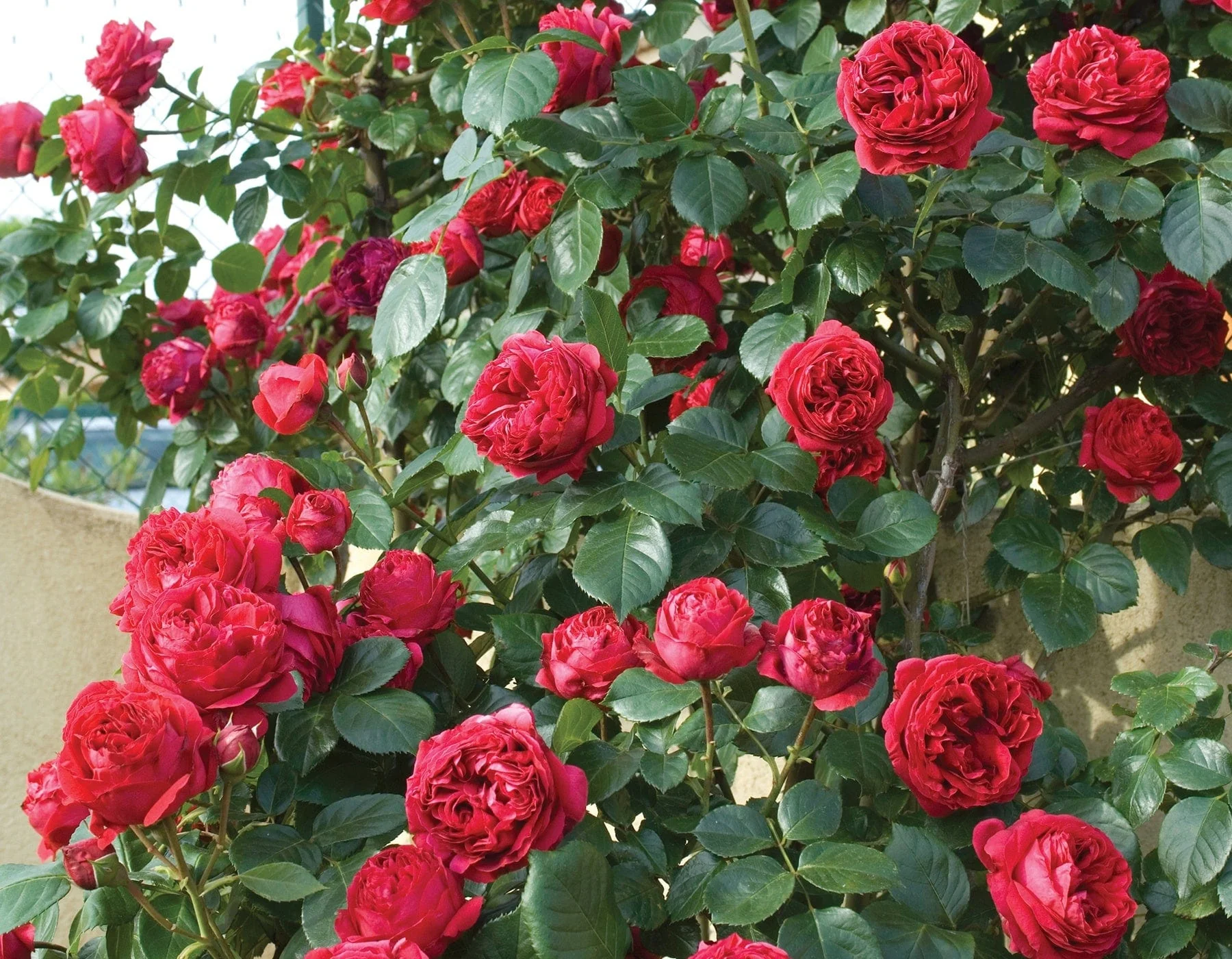 Red Eden Climber - Star Roses and Plants - Image 2