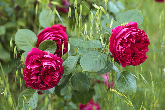 Red Eden Climber - Star Roses and Plants - Image 3
