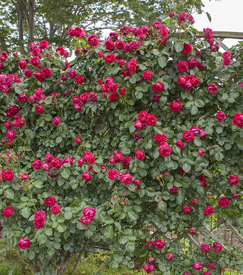 Red Eden Climber - Star Roses and Plants - Image 4