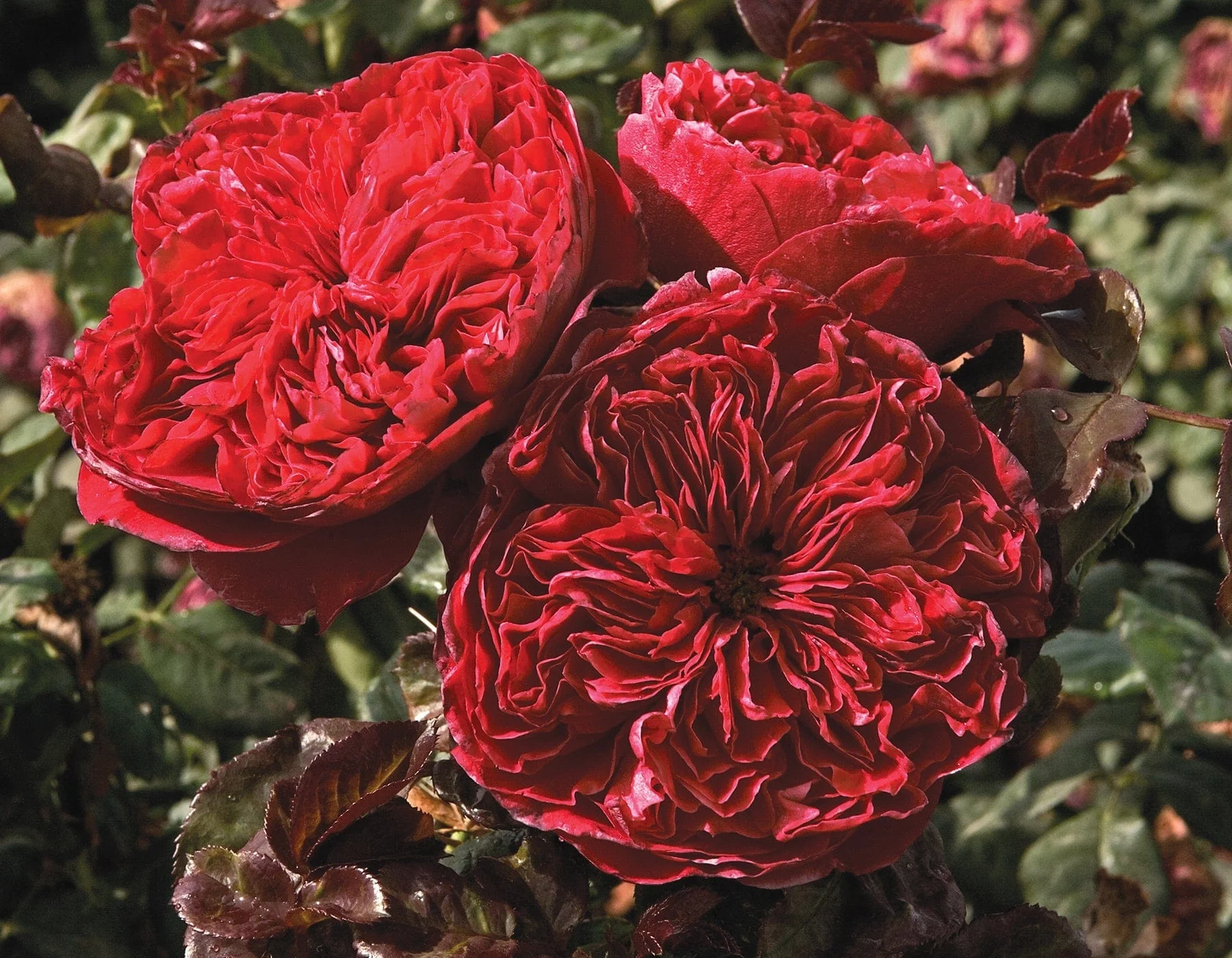 Rouge Royale - Star Roses and Plants - Image 2