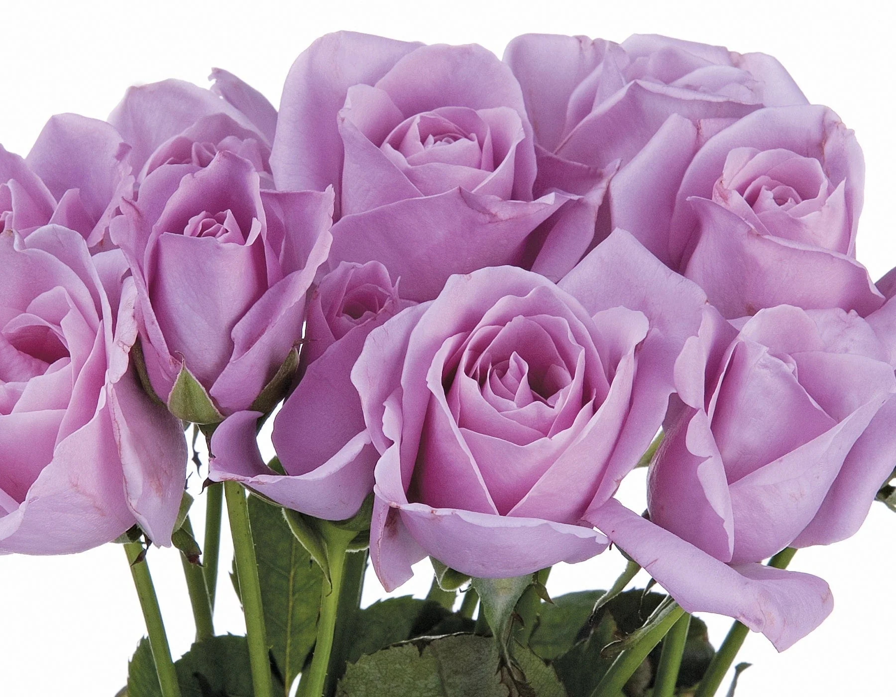 Sterling Silver - Star Roses and Plants - Image 2