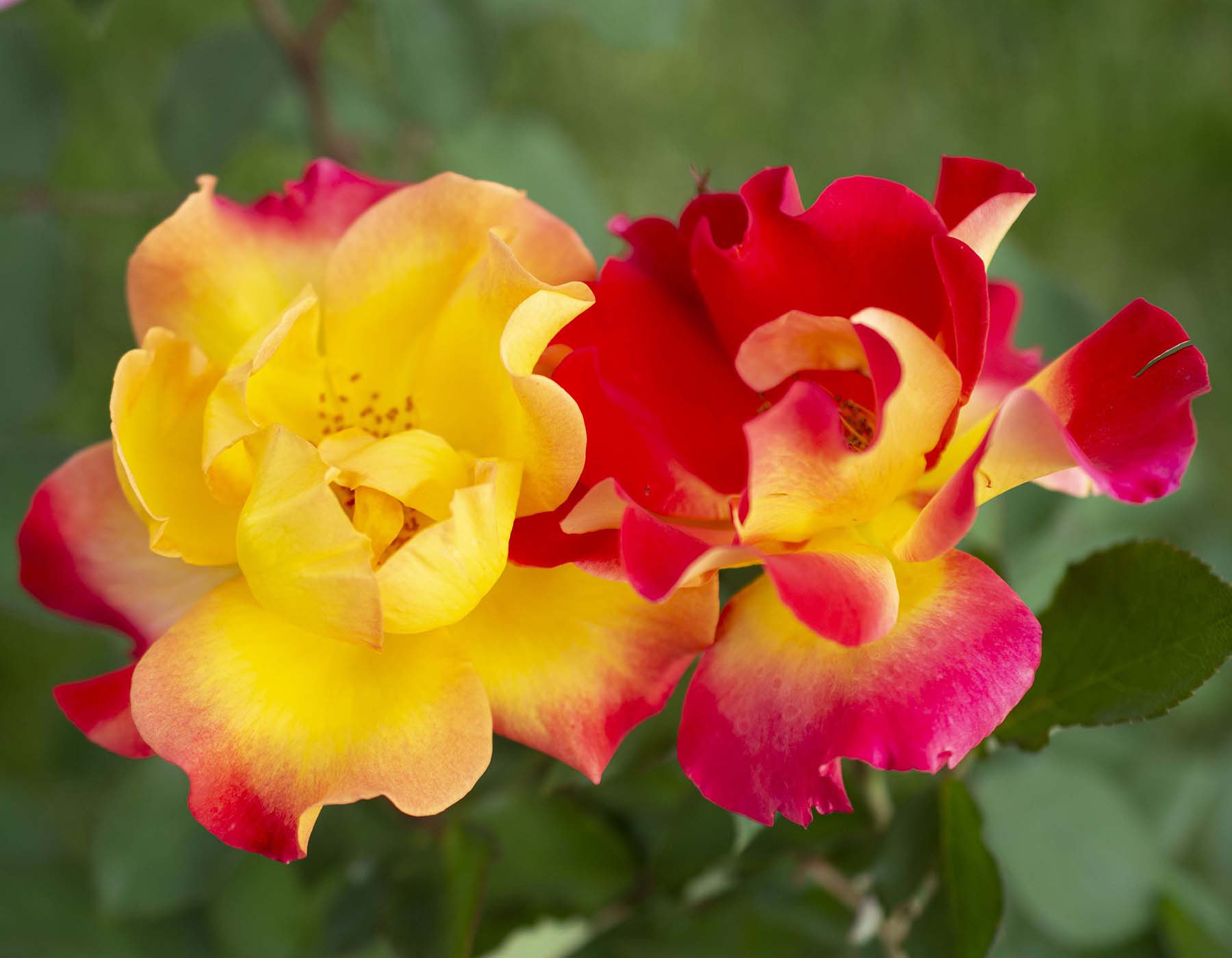 Sunset Horizon - Star Roses and Plants - Image 2