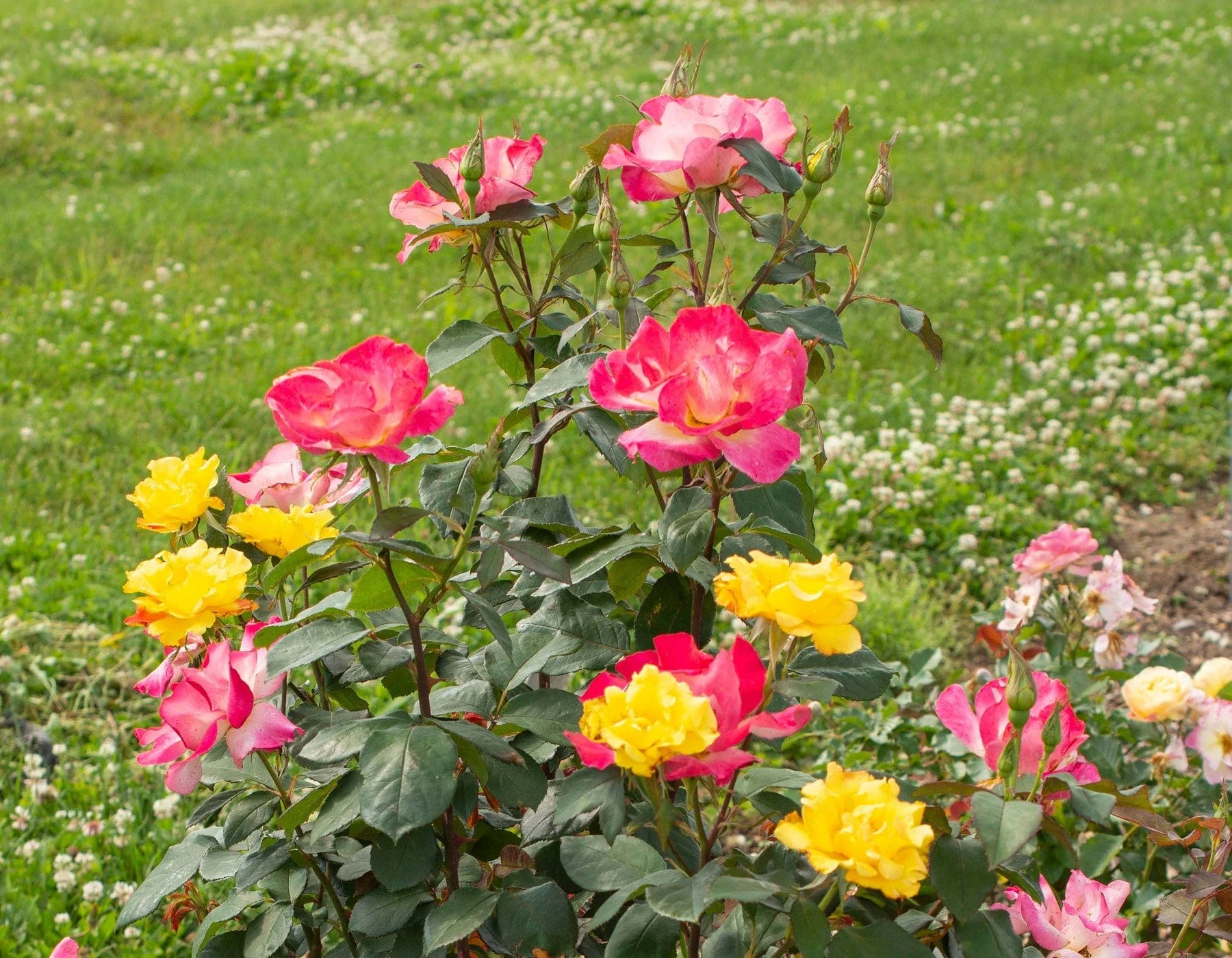 Sunset Horizon - Star Roses and Plants - Image 3