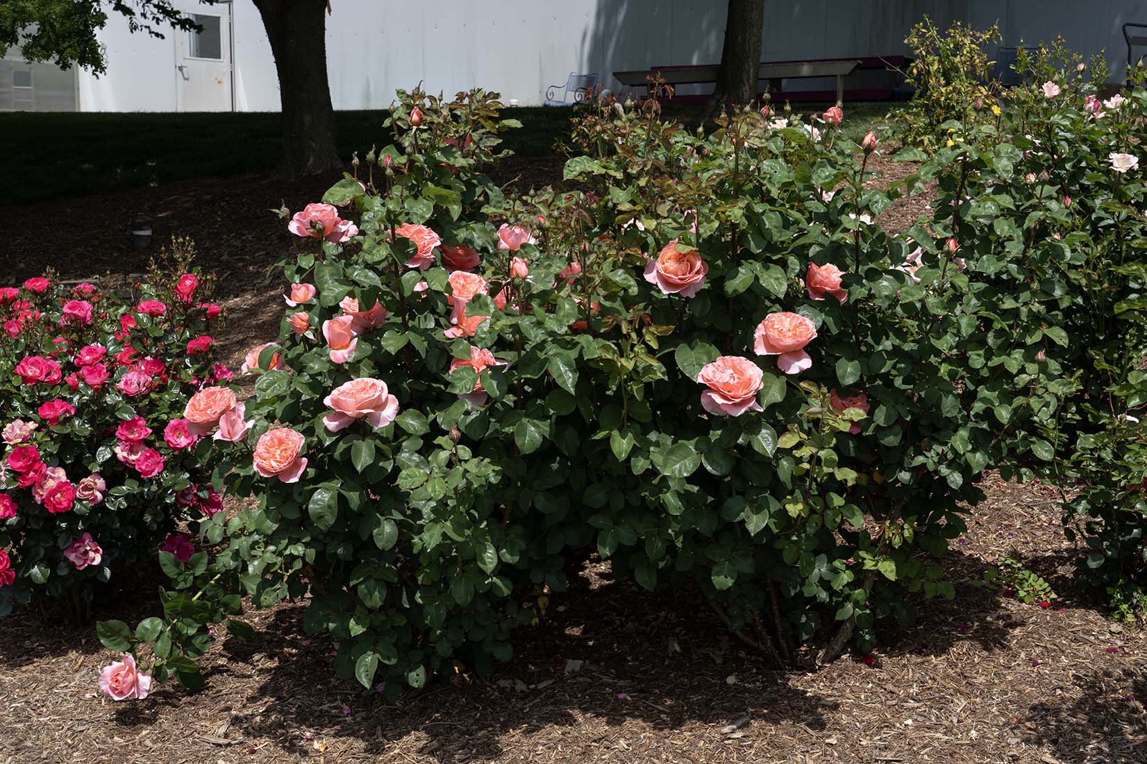 Sweet Mademoiselle - Star Roses and Plants - Image 2