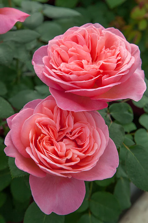 Sweet Mademoiselle - Star Roses and Plants - Image 3