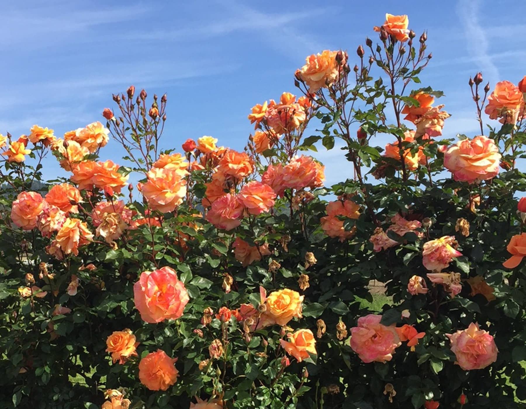 Arborose® Tangerine Skies™ - Kordes® Roses - Image 2